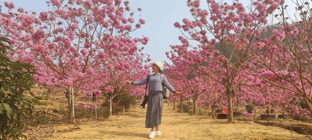 紫花风铃木可以盆栽吗，紫花风铃木北方能成活吗（分享——紫花风铃木）