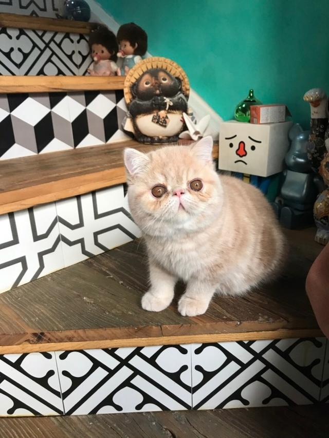 加菲猫价格多少钱一只，加菲猫多少钱一只（脾气“无敌棒”的4种猫）