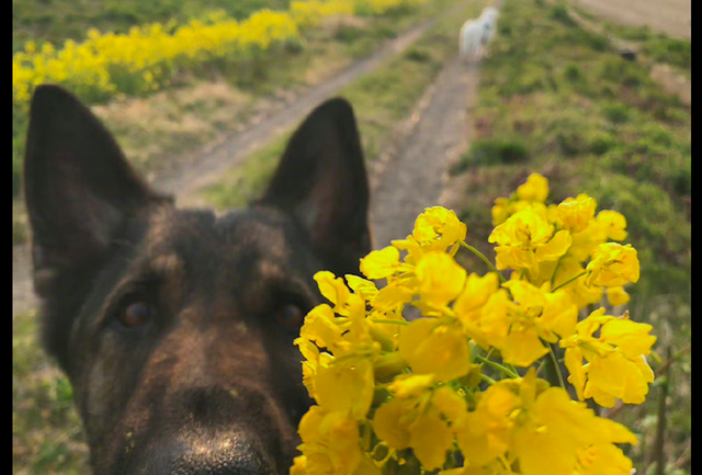 小狗种美丽鲜花，小型犬狗品种大全（当你把美丽的花朵放到狗狗面前）