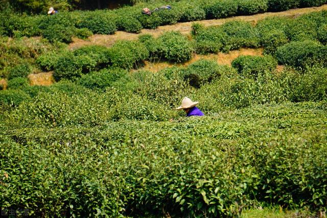 四五年的茶叶黄山毛峰，绿茶——黄山毛峰