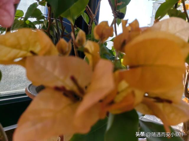 有一天也许会走远也许还能再相见，也许还能相见是什么歌（善良是基本，平凡又怎样）