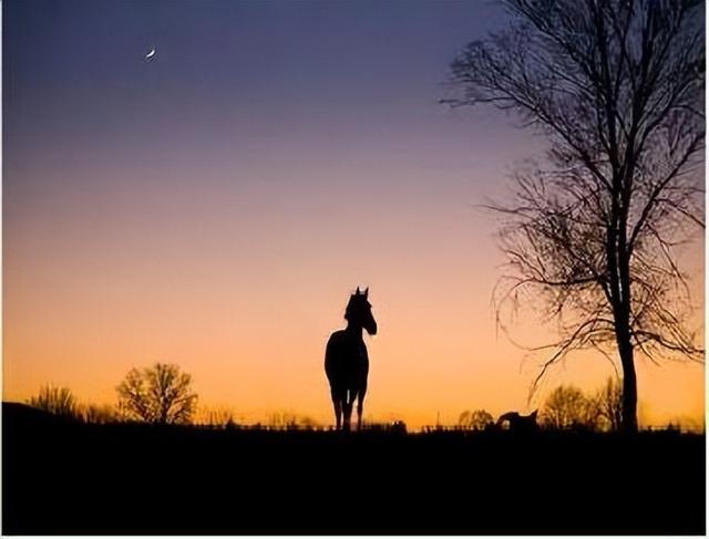 形容骏马的词语，有飞字的四字词语（点开文章看看有没有你知道的）
