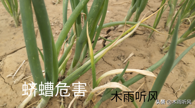 蛴螬怎么养殖，蛴螬养殖方法（种植大葱，如何防治蛴螬的危害）