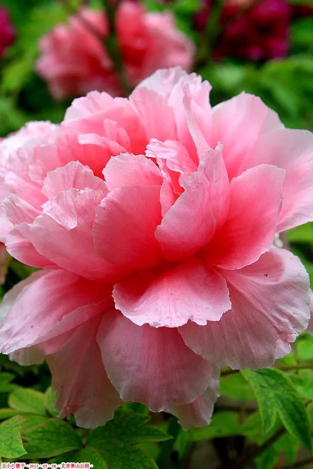 牡丹花的寓意和花语，牡丹花的花语和寓意是什么（牡丹花寓意、花语）