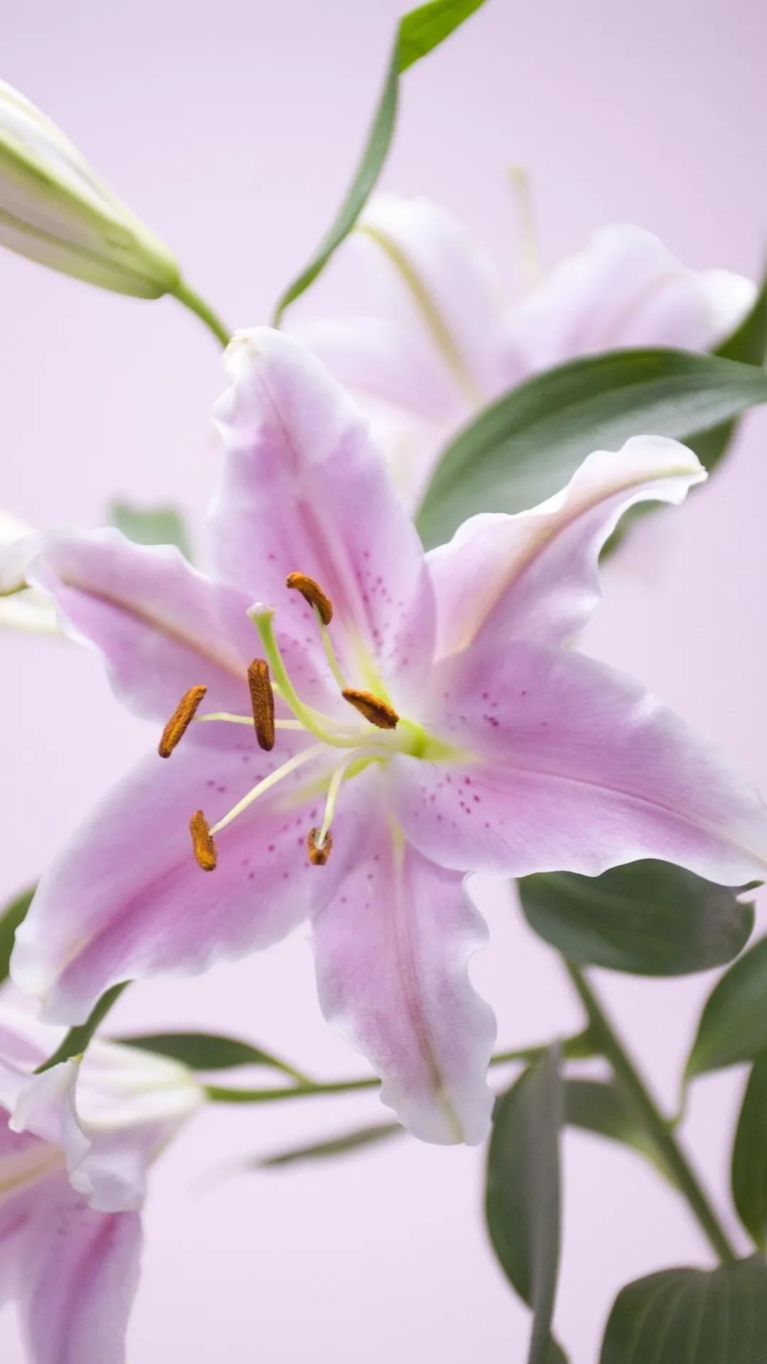 百合花仙子图片大全(花中的仙子一一百合花壁纸) - 彝家农业网