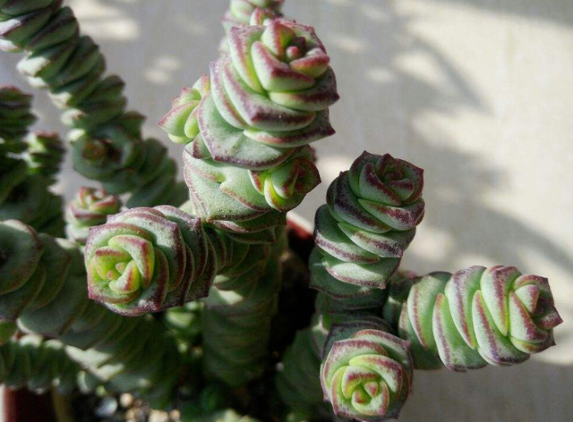 钱串多肉的养护方法，多肉钱串夏天怎么养护（冬天盆栽多肉植物钱串）