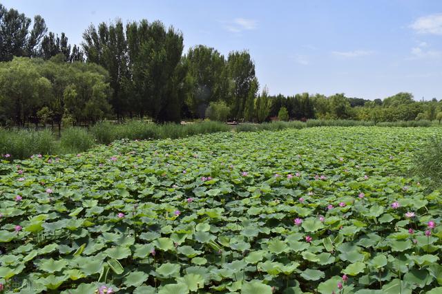 北京湿地公园有哪些景点好玩，北京公园推荐︱10个值得一去的免费公园