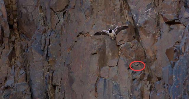 大雁和鹅的区别，大雁和鹅的区别是什么（鹅的真实面貌超出大家的想象）