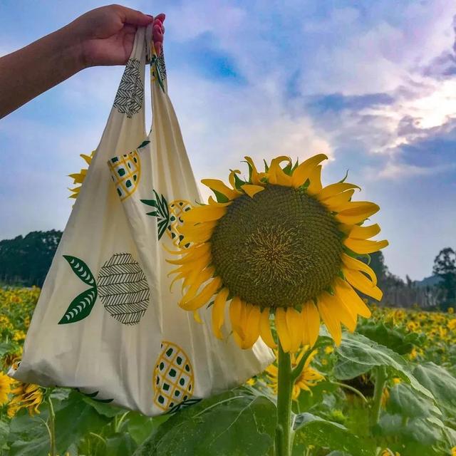 动漫海边（向日葵）少女，微信头像，动漫海边（向日葵）少女（听说每个喜欢向日葵的女孩）