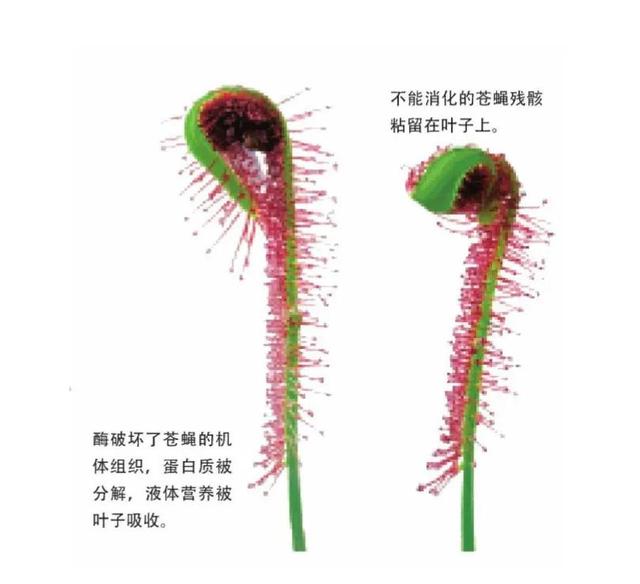 为什么有的植物会吃虫，为什么有的植物会吃虫害（食虫植物都是怎么“吃”虫的）
