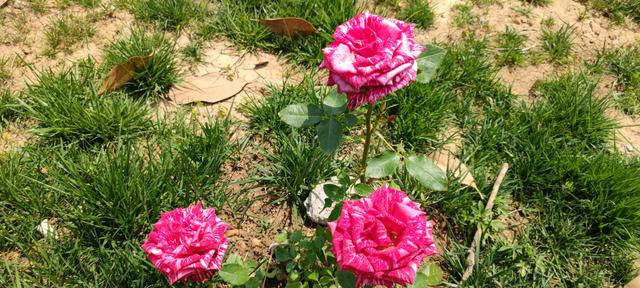 免打扰模式怎么设置，手机免打扰模式在哪里设置（手机免打扰模式开启）