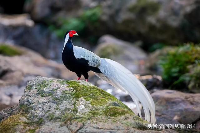 白娴鸟（白娴鸟图片，白娴鸟怎样的养殖（白鹇鸟唯美图片）