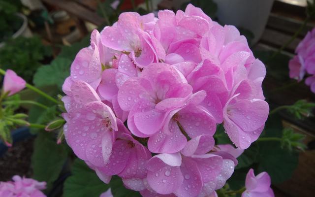 8月1日是什么星座，狮子座女生性格特点（8月1日-31日星座运势）