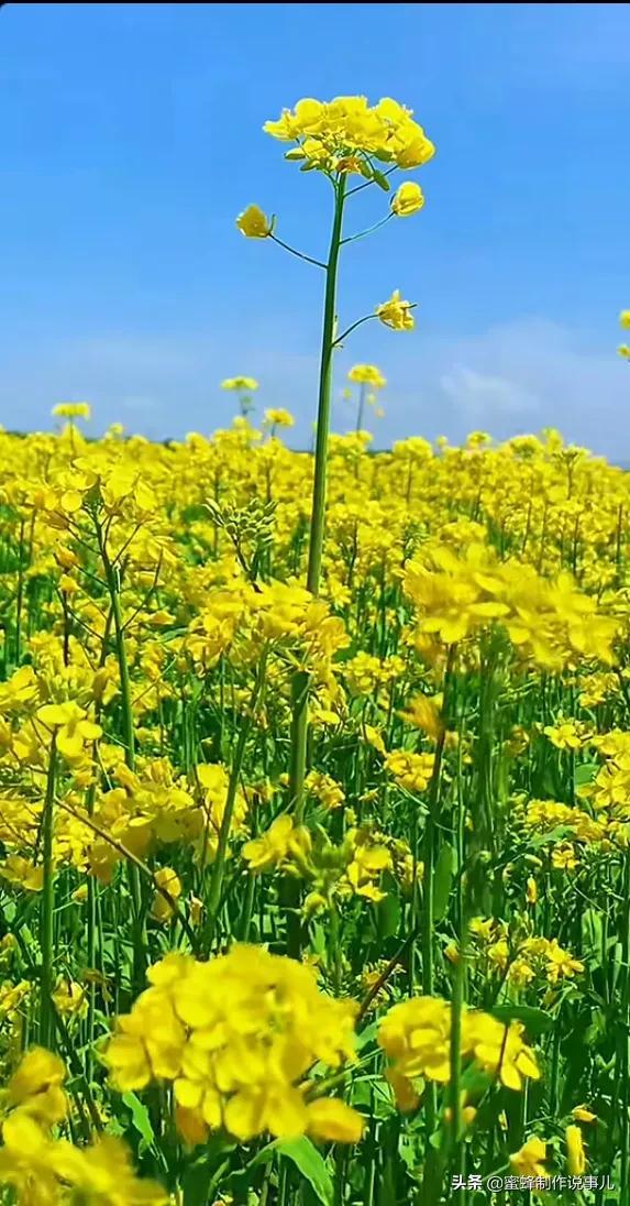 适合做微信头像的花朵图片，微信头像风景花朵图片     春暖花开（春暖花开的季节，美如仙境）