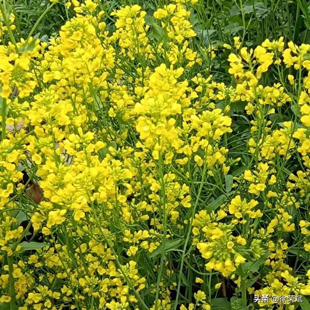 梦见头上长虱子，梦见头上长虱子是什么意思（周至民俗篇~歇后语）