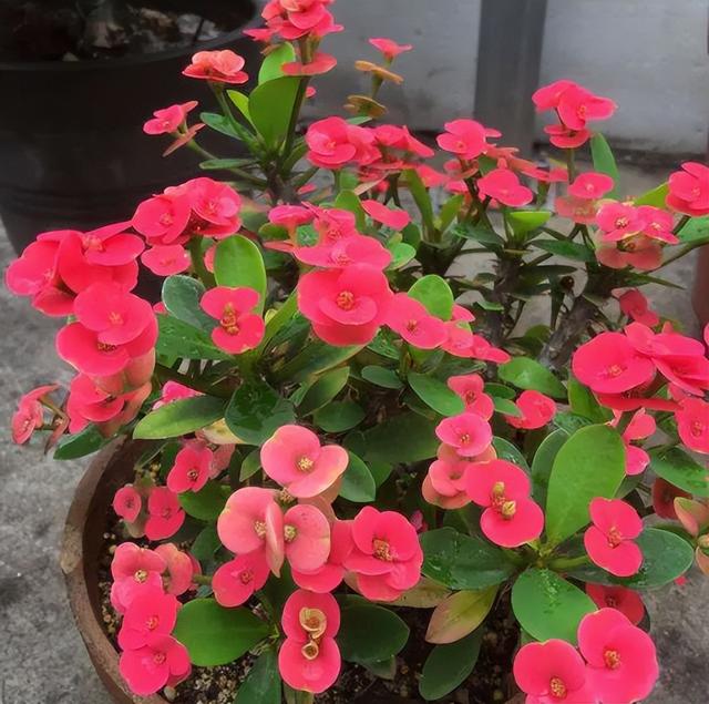 什么花盆栽好养四季开花，7种花很“勤奋”