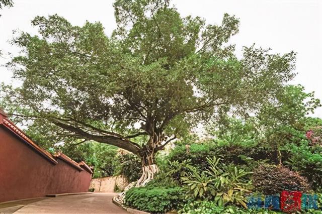 大叶樟的功效与作用，大叶樟木的功效与作用（寻厦门古树名木）