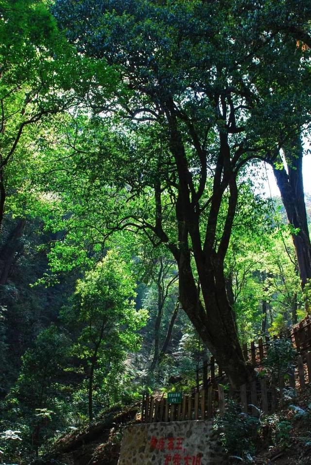 云南临沧市最美风景，到秘境临沧，与茶山亲密接触