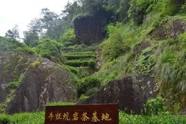 肉桂茶属于什么茶，武夷肉桂茶属于什么茶（肉桂是什么茶）