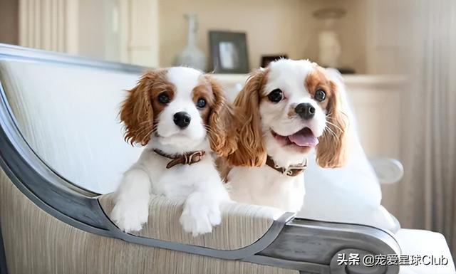 小狗的简单介绍，狗的介绍手抄报（狗狗也分高低贵贱）