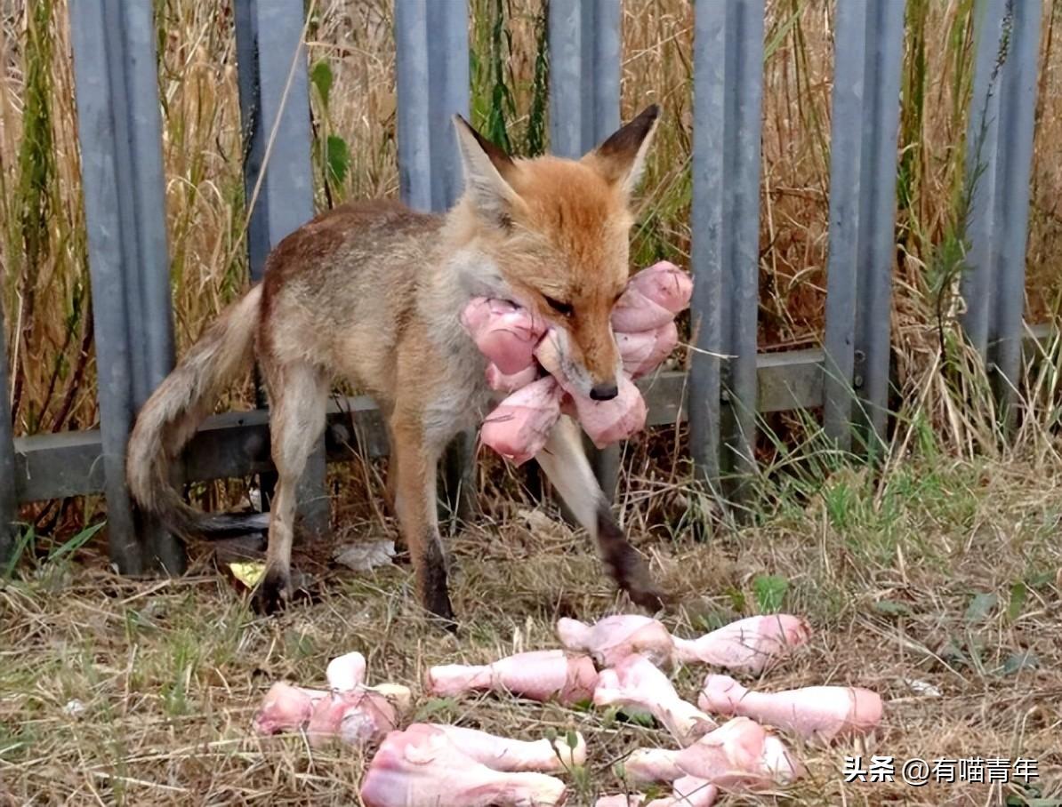 狐狸幼犬多少钱一只 狐狸犬 幼犬