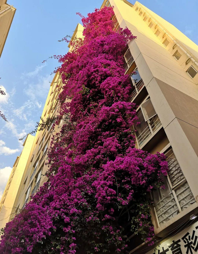 什么花最好看，什么花最高贵最优雅（爬到墙上做“花海”）