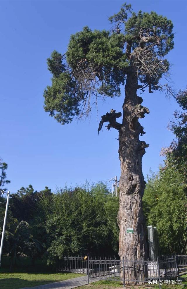 老子为什么要骑青牛出海关，老子为什么要骑青牛出海关脑筋急转弯四个字（老子当年为何要西出函谷关）