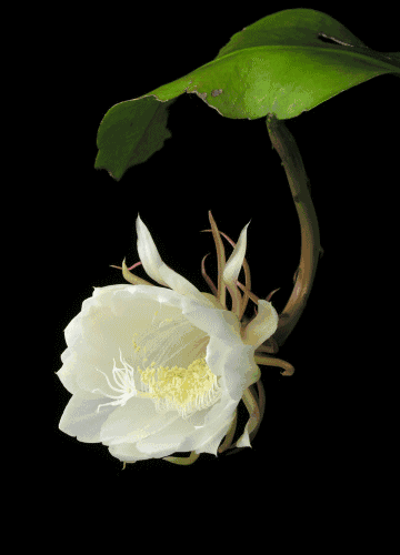 世界上最漂亮的花，世界上最漂亮的十种花（世界上最美的花，只为他开放）