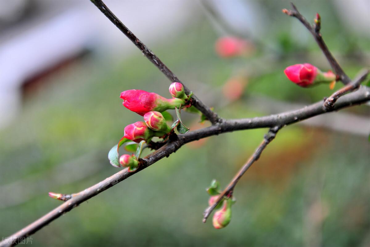 属猴避开生几月的虎，婚姻差6岁相冲反而好（今年4个生肖需“躲春”）