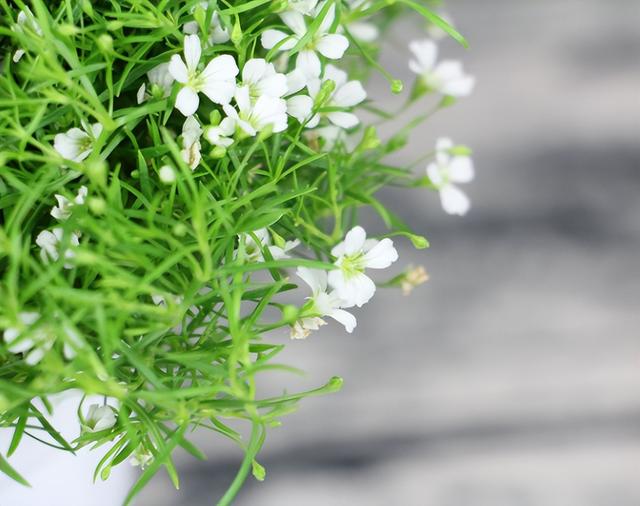 云南干花怎么养，云南干花叫什么名字（干花满天星枯萎）