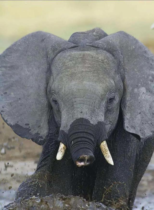 海母和水母区别，海母和水母图片大全（罕见的36张照片）