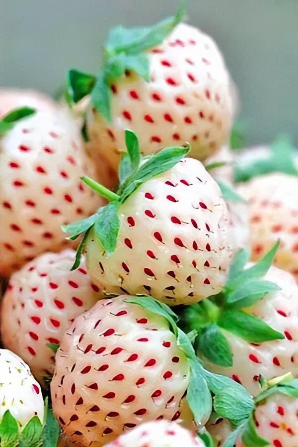 雪莲果图片，这13种水果因为名字被误解（雪莲果图片叶子图片）