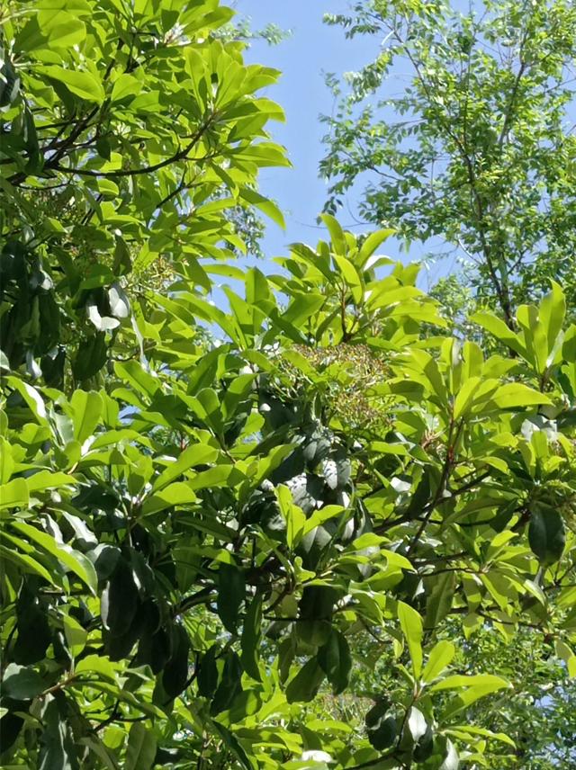 形容天空蓝干净的诗句，形容云朵美景意境的诗句（鹧鸪天*好看绿树蓝天空）