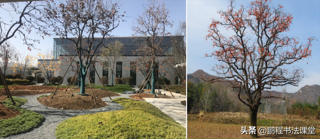 梦见植物是什么征兆，干货丨植物寓意篇