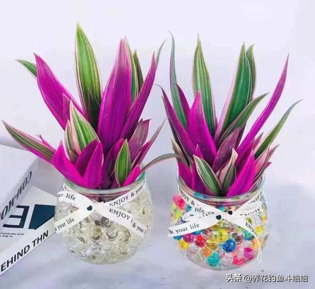 紫背万年青的养殖方法，紫背万年青怎么养殖（随手拍张照片就是一幅画）