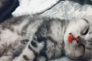 女生梦到猫是什么意思，彻底了解猫的睡眠机制（女生梦到猫是什么意思预兆）