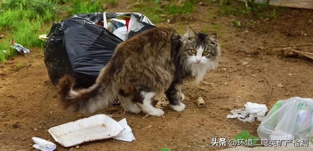 白色污染的危害有哪些，白色污染的危害（“白色污染”是什么）