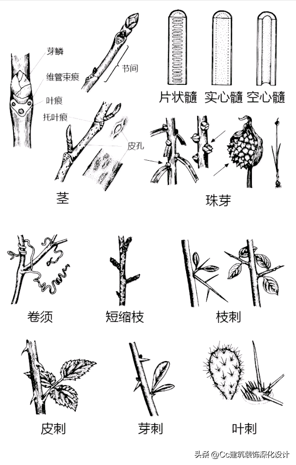 平行脉的主要分类，平行脉的叶子有哪些（超全植物形态图解——珍藏版）