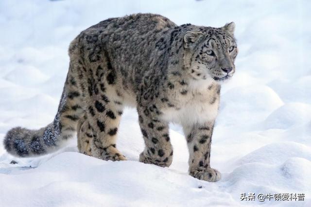 美洲豹和猎豹数据对比，世界上最凶猛的10种豹子