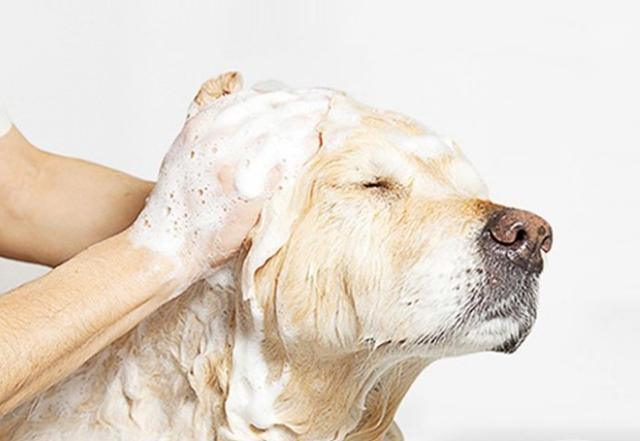 教你正确给狗狗洗澡的方法，教你正确给狗狗洗澡的方法图片（如何给狗狗洗澡）