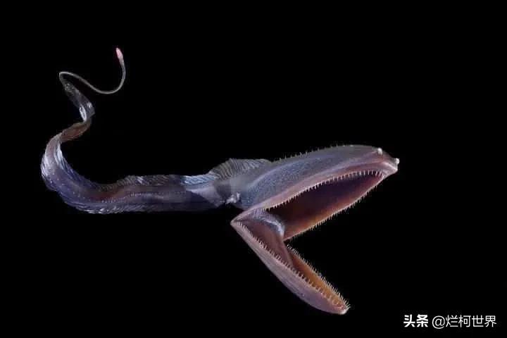 深海十大恐怖生物巨型图片