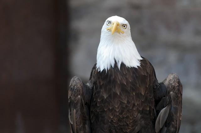 印度的国鸟是什么，各个国家的国鸟是什么（揭秘为什么中国还没有“国鸟”）