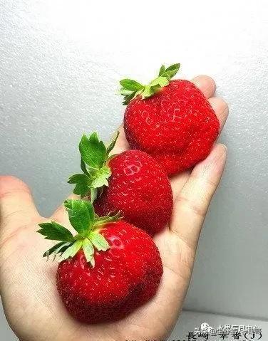 九九草莓特点，九九草莓有几个品种（中国草莓主要产地分布及品种介绍）