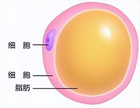 鲸鱼的尾巴为什么是竖着摇，鲸鱼尾巴什么意思（近20米抹香鲸在宁波象石山前滩搁浅）