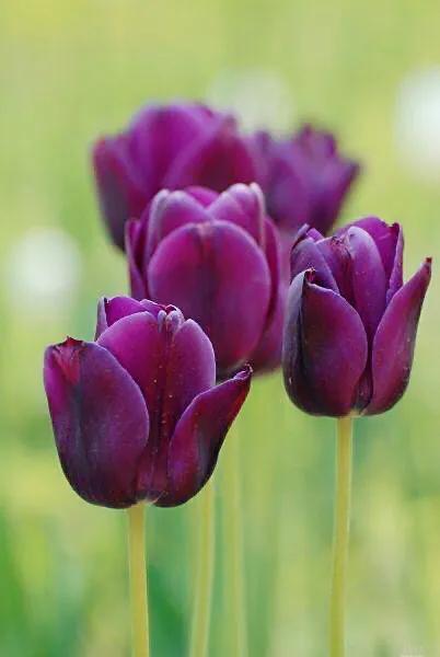 白色郁金香花语，郁金香的花语和传说（世界花后郁金香）