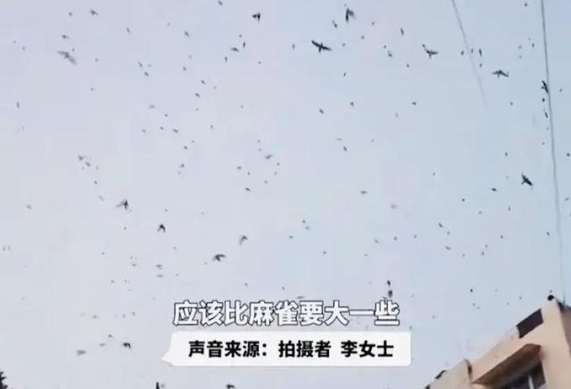蝙蝠是鸟吗，四川德阳傍晚出现“密集鸟群”（蝙蝠是鸟吗请说明你的理由）