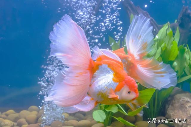 鱼睡觉是什么样子，鱼是怎么睡觉的（鱼处于低能耗状态时）