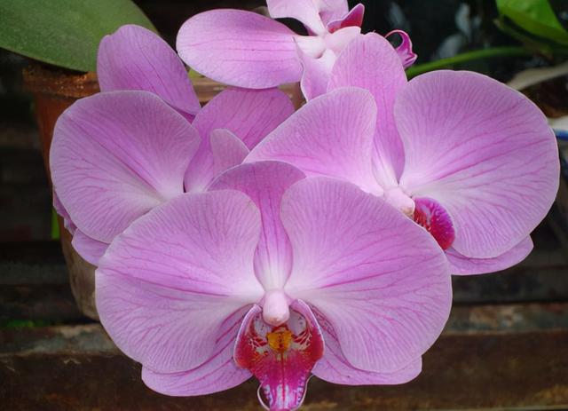 花，花好月圆人长久（72种鲜花欣赏图片）