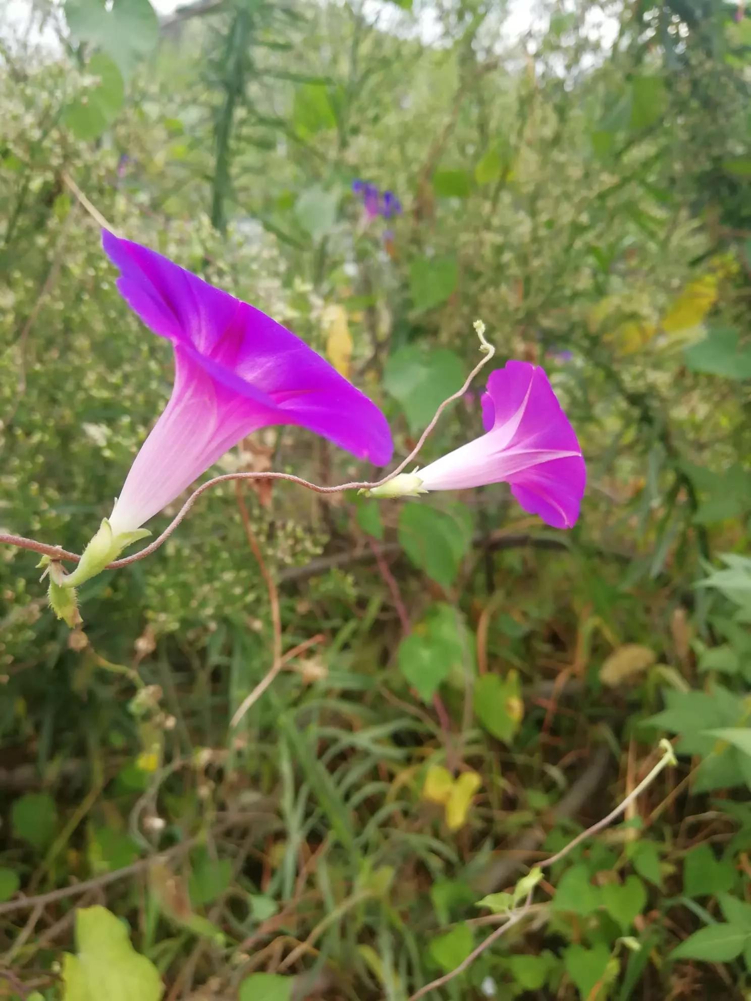 牵牛花图片大全，牵牛花品种大全（与君共赏牵牛花美图大全）