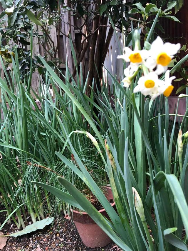 水仙花可以土培吗，水仙可以用土培植吗（中国水仙水培开花后转土培）
